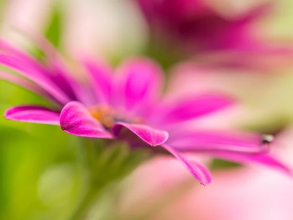 Flores de osteospermum — Fotografia de Stock