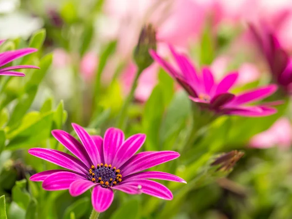 Osteospermum flowers — Stock Photo, Image