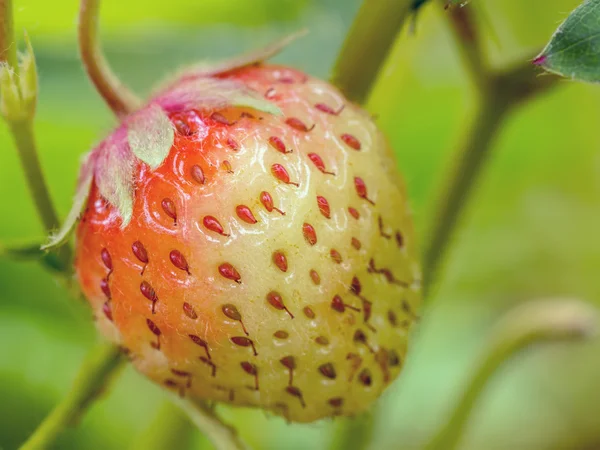 Ripening strawberry — Stock Photo, Image