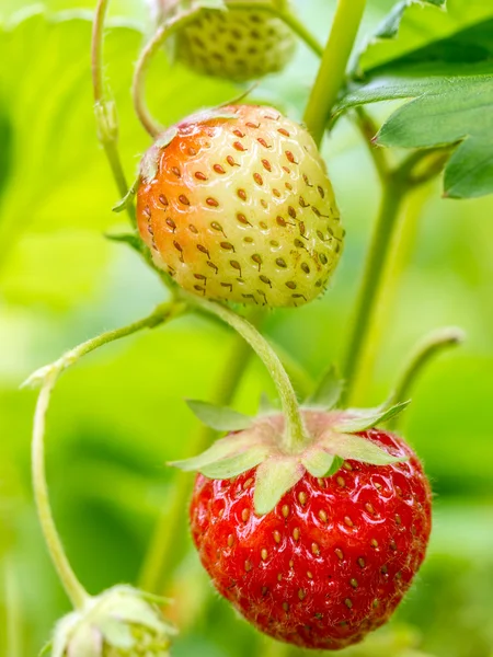 Ripening strawberries — Stock Photo, Image
