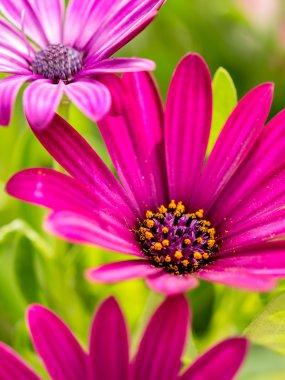 osteospermum çiçek