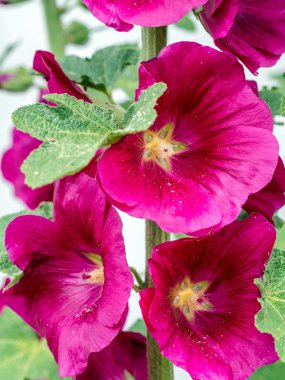 Hollyhocks