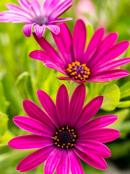 Flores de osteospermum — Fotografia de Stock