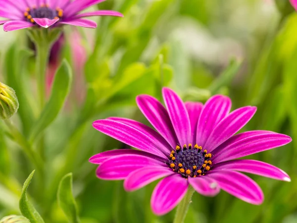 Osteospermum blommor — Stockfoto