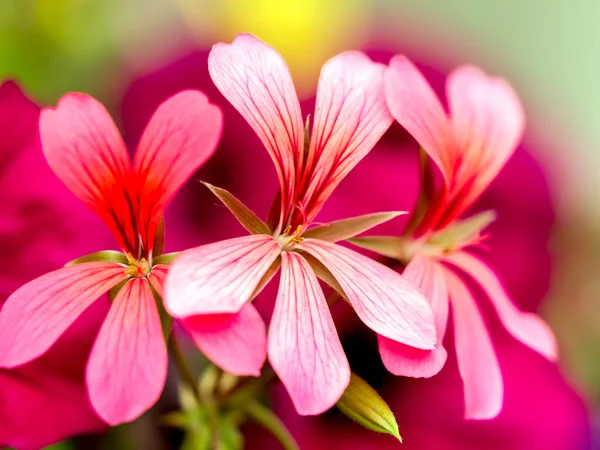 South African Geranium — Stockfoto