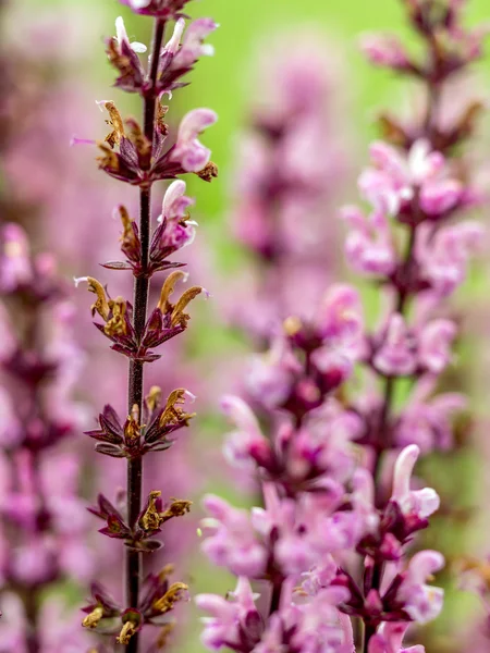 Salvia fleurs — Photo