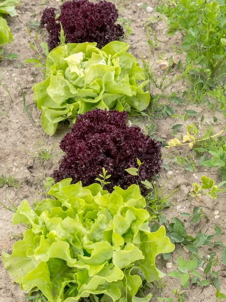 Lettuce — Stock Photo, Image