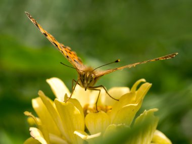 Sarı çiçekte kelebek