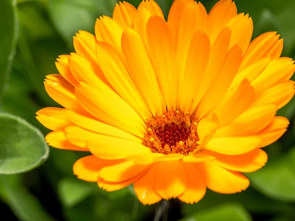 Marigold — Stock Photo, Image