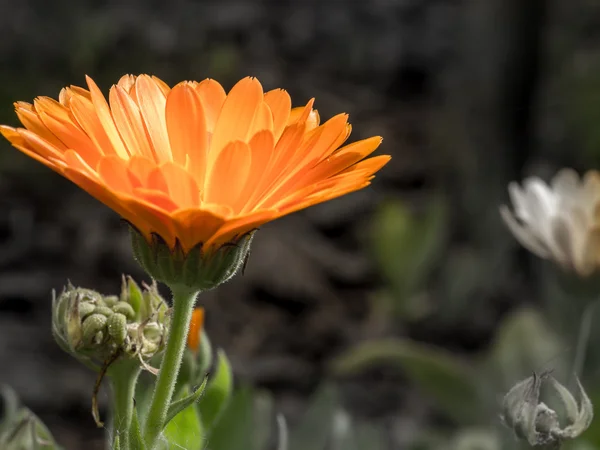 Marigold — Stock Photo, Image