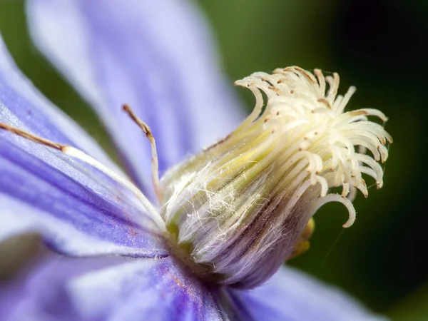 Clematis květina — Stock fotografie