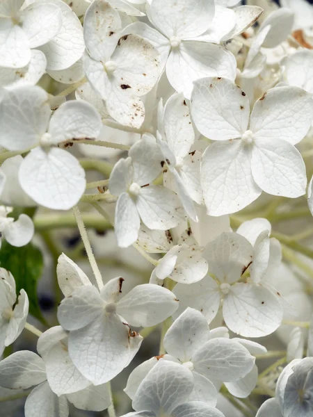 Hortensia arborescens — Stockfoto