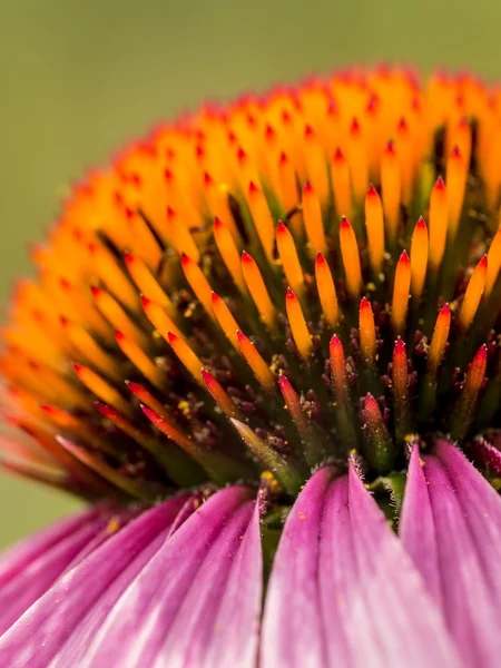 Echinacea — Stockfoto