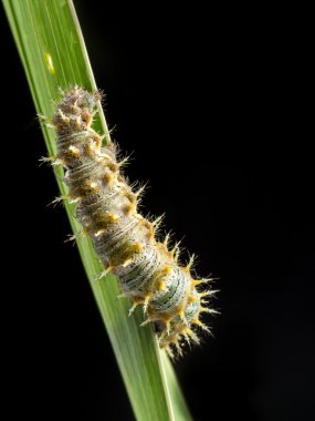 Caterpillar yaprak üzerinde