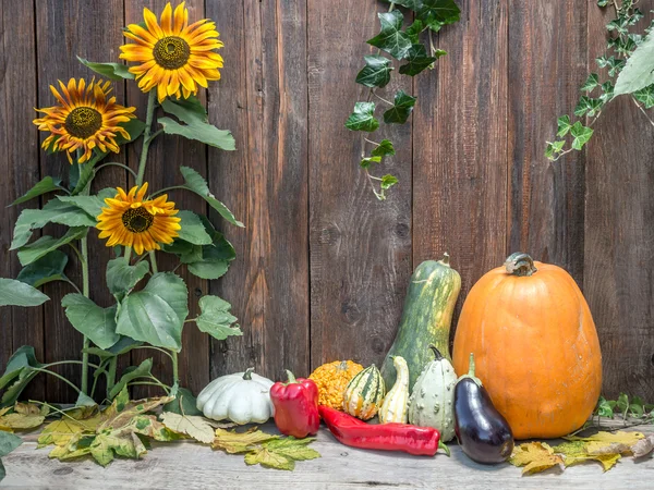 秋の作物 — ストック写真