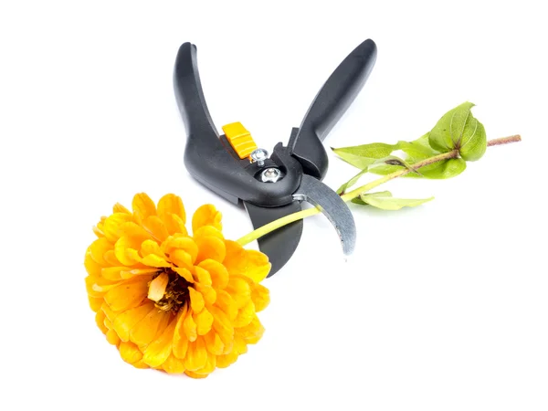 Flower and shears — Stock Photo, Image