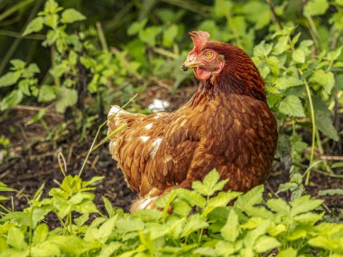 Kahverengi bir tavuk bahçedeki yemyeşil yaprakların arasında duruyor. Canlı tüyler ve tetikte bakışlar kırsal cazibeyi, çiftlik hayatını ve barışçıl yaban hayatını aktarır..