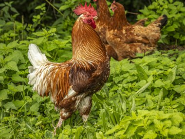Kırmızı taraklı ve yanardöner tüylü canlı bir horoz yoğun yeşil yapraklar arasında alarmda duruyor. Açık hava düzenlemeleri çiftlik hayatı, doğa ve kırsal cazibe taşır..