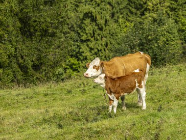 Anne inek, yavrusuyla birlikte yemyeşil bir tarlada duruyor. Güneş ışığı sahneyi ısıtıyor. Aile ve hayvancılık merkezli çiftlik, süt ürünleri ve kırsal yaşam tarzı temaları için ideal