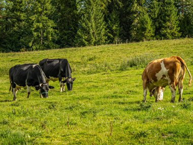 Canlı yeşil bir çayırda otlayan ineklerin sakin kırsal manzarası, arka planda kahverengi ve beyaz bir inek duruyor ve her zaman yeşil olan ağaçlar. Çiftlik, tarım veya doğa temaları için ideal.