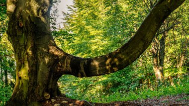 Yoğun bir ormanda geniş bir gövdesi olan devasa bir ağaç, parlak yeşil yaprakların arasından süzülen benekli güneş ışığı, sakin bir orman manzarası yaratıyor..