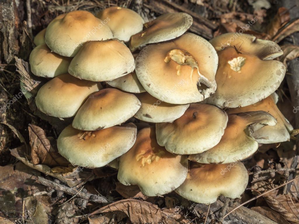 Claster nicht essbare Pilze — Stockfoto © pryzmat #85841302