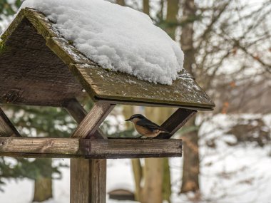 Bir tımarhane yıpranmış ahşap bir kuş besleyicisinin üzerine tünemiş. Sessiz bir kış bahçesinde taze karla taçlandırılmış..