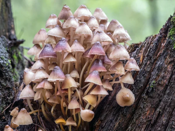 Un mucchio di funghi sgabello — Foto Stock