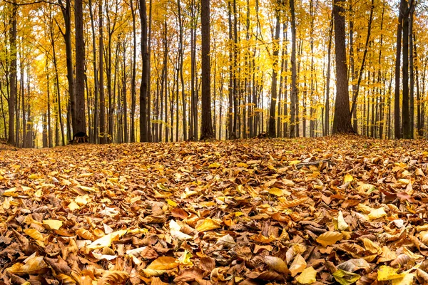 Wald in herbstlichen Farben — Stockfoto