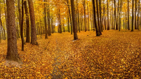 Camino forestal en otoño — Foto de Stock