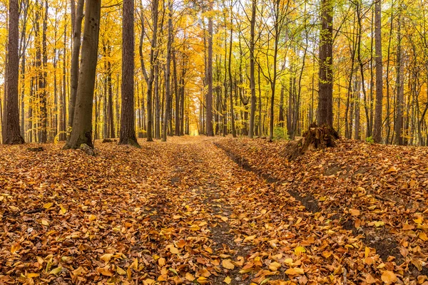 Sonbahar zaman orman yolu — Stok fotoğraf