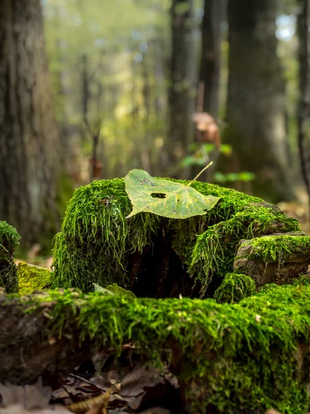 In het bos — Stockfoto