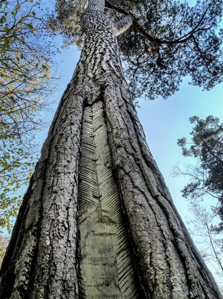 Tronco d'albero con incisione resing — Foto Stock