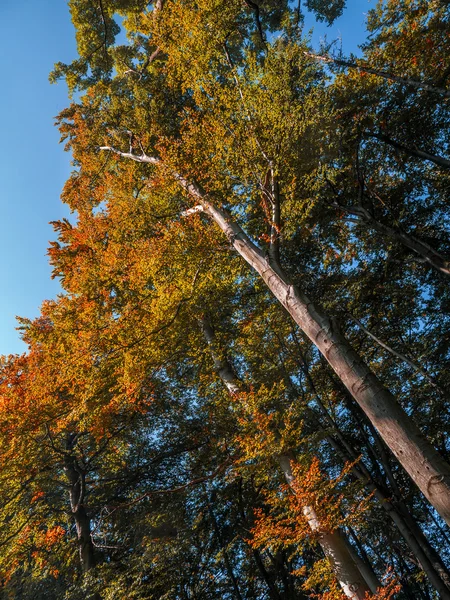 Alberi nei colori dell'autunno — Foto Stock