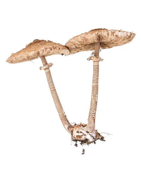 Cogumelos gêmeos do fungo do guarda-sol — Fotografia de Stock
