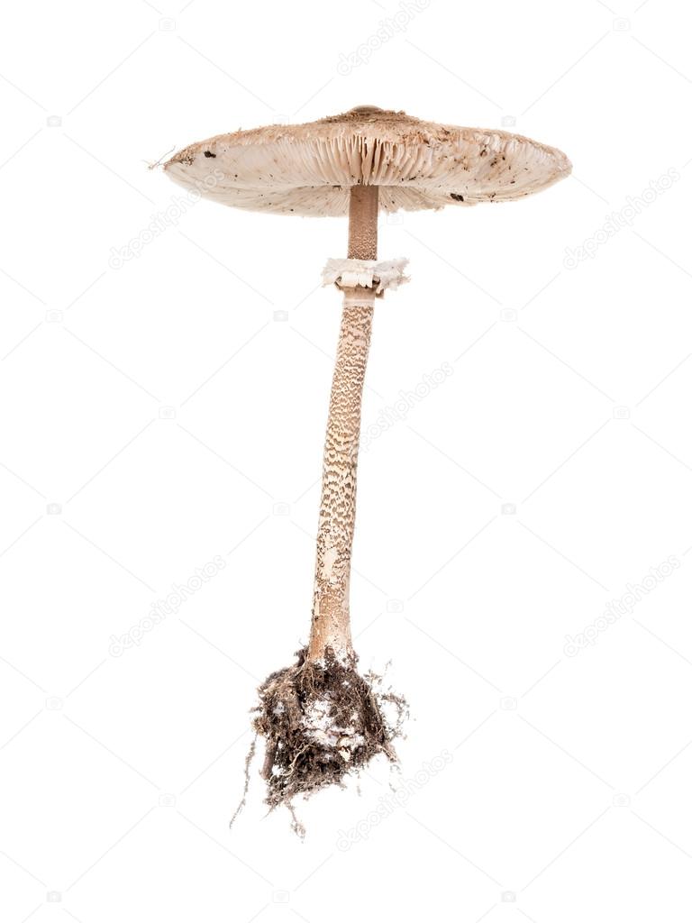 Parasol Fungus mushroom