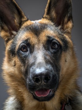 Alman çoban köpeği.