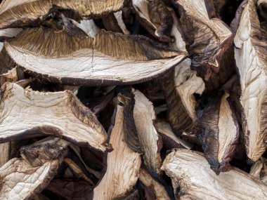 Bolete mantar kurutulmuş