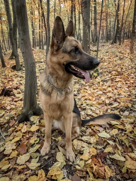 Duitse herder in het bos — Stockfoto