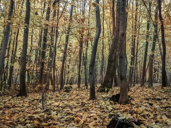 Wald in herbstlichen Farben — Stockfoto