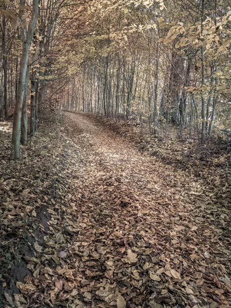 Herbstlicher Waldweg — Stockfoto