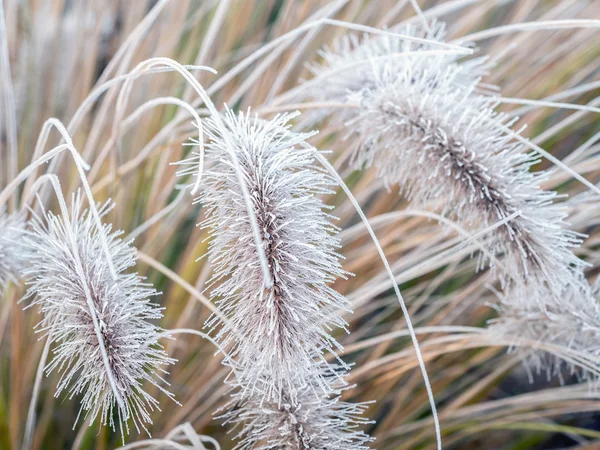 Grama de Icy Pennisetum alopecuroides — Fotografia de Stock