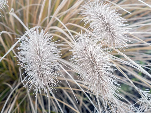 Grama de Icy Pennisetum alopecuroides — Fotografia de Stock