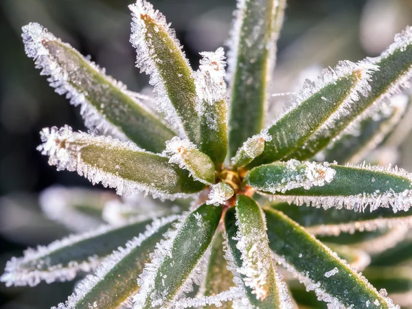 Icy yew needles — Stock Photo, Image