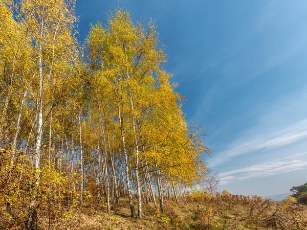 Березы осеннего цвета — стоковое фото