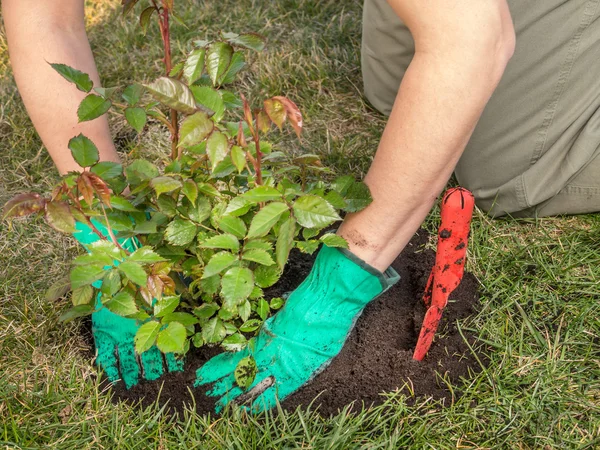 Garden Rose planting — Stock Photo, Image