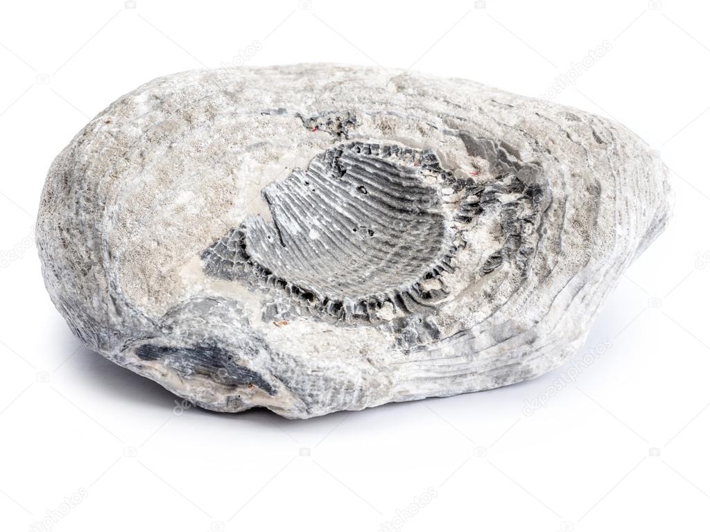 Cretaceous period fossil