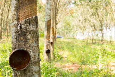 Ovucu Ağaç bitki Tayland 