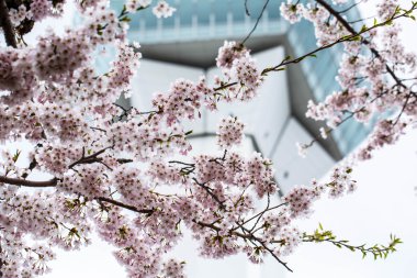 Goryokaku park ağacında kiraz çiçeği .