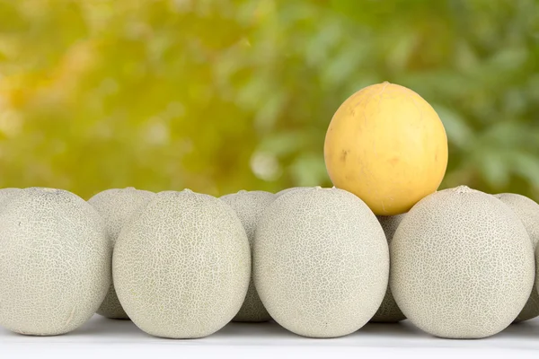 Golden Cantaloupe Melon Japanese Cantaloupes Show Different Group — Stock Photo, Image